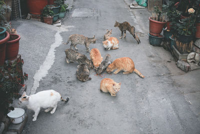 High angle view of cats eating food on street