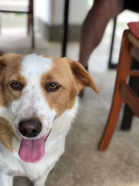 Close-up portrait of dog sticking out tongue