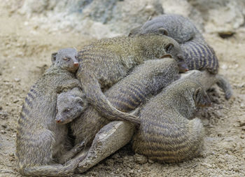 Close-up of a sleeping resting