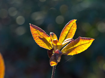 Close-up of flower on plant