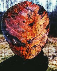 Close-up of leaf