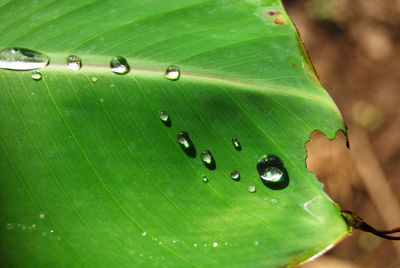 Water, rain, dews on green leaf as natural background, abstract textures