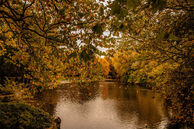 Scenic view of lake in forest during autumn