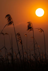 Close-up of silhouette plants against sunset sky