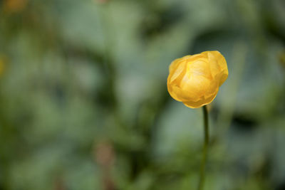 Close-up of yellow flowering plant