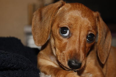 Close-up portrait of a dog