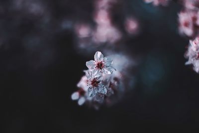 Close-up of cherry blossom