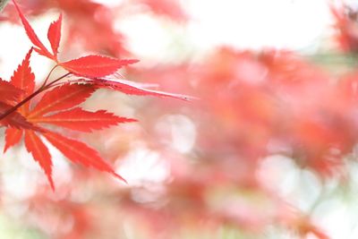 Close-up of red flowers on tree during autumn