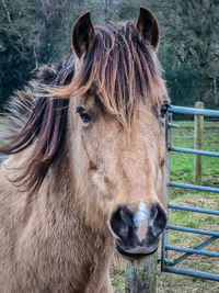 Close-up of horse in pen