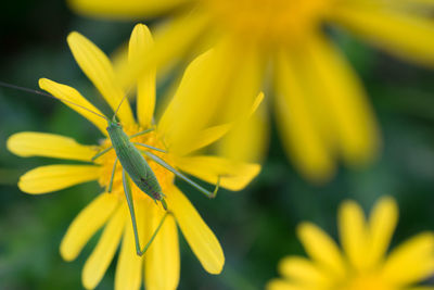 Close-up of insect on yellow flower