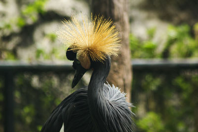 Close-up of a bird