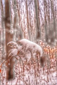 Close-up of snow on tree trunk