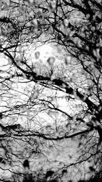 Low angle view of bare trees against sky