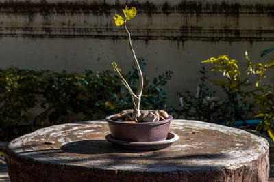 Close-up of potted plant in pot against wall