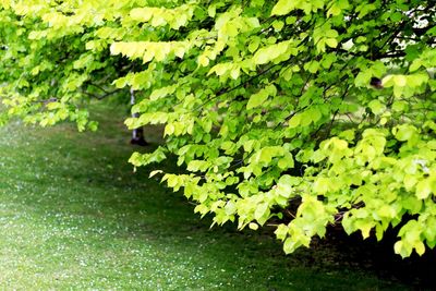 Close-up of fresh green plants
