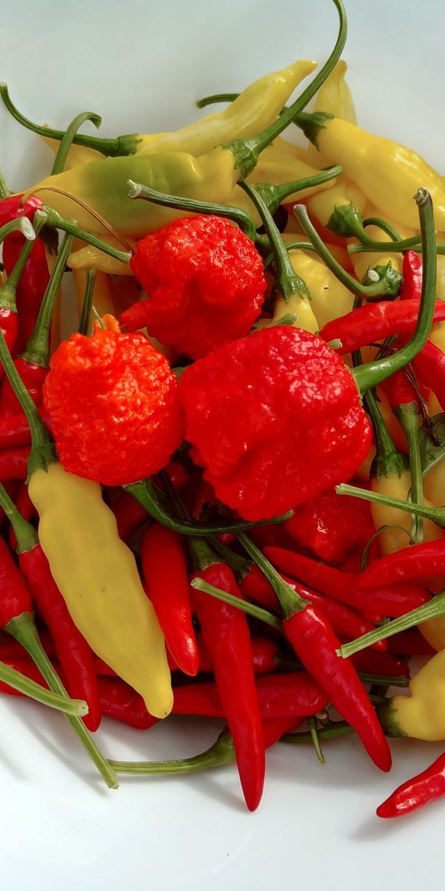 CLOSE-UP OF RED CHILI PEPPERS IN CONTAINER