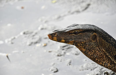 Close-up of monitor lizard on field