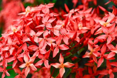 Close-up of red flower