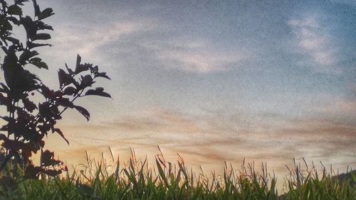 Plants growing on field against sky during sunset