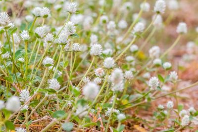 Close-up of white flowering plant