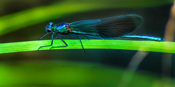 Close-up of damselfly on grass