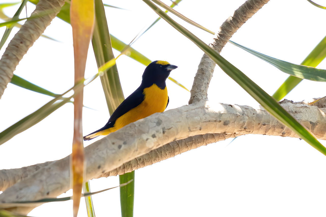 LOW ANGLE VIEW OF BIRD PERCHING ON BRANCH