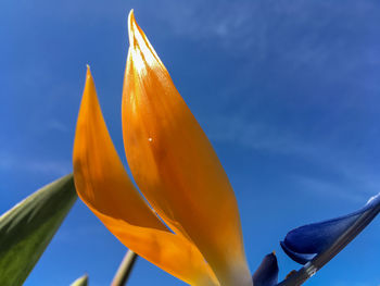 Low angle view of yellow sculpture against blue sky