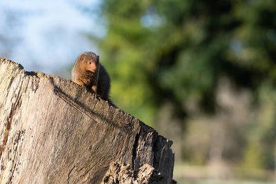 Monkey on a tree