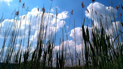 Low angle view of plants on land against sky