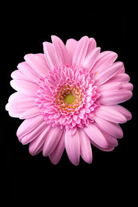 Close-up of pink flower against black background