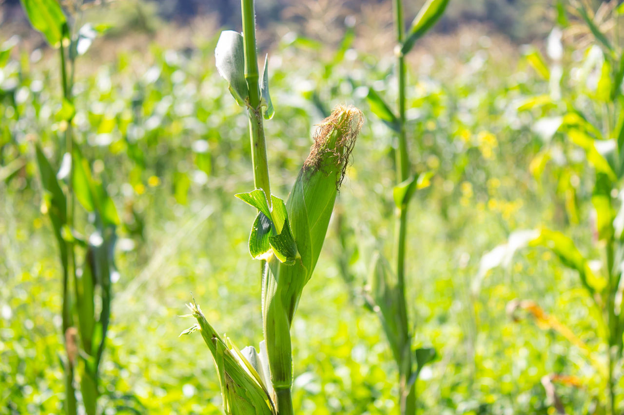 CLOSE-UP OF FLOWER PLANT ON LAND