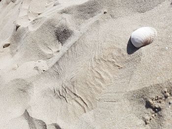 High angle view of shell on sand