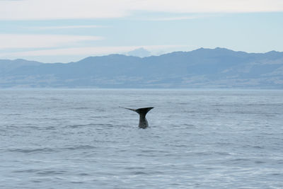 Sperm whale sighting on a boat tour from kaikoura, new zealand