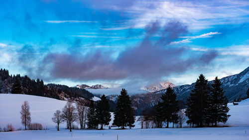 Trees on snow covered field against sky