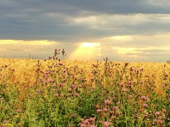 Scenic view of field against cloudy sky