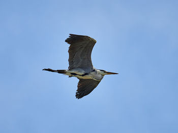 Low angle view of a bird flying