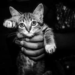 Close-up portrait of cat