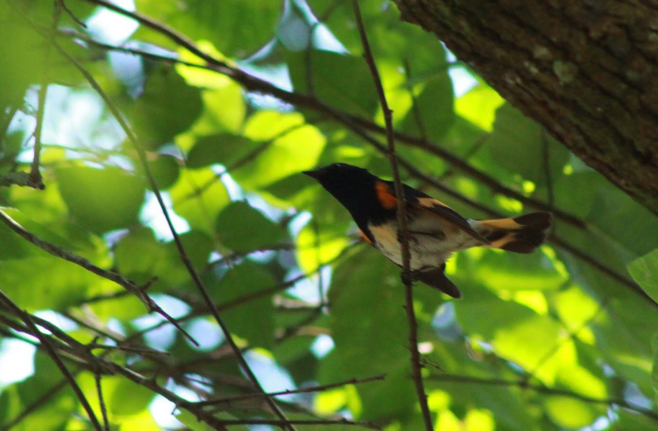 animal themes, animals in the wild, one animal, wildlife, branch, bird, perching, tree, low angle view, leaf, nature, focus on foreground, full length, day, outdoors, no people, green color, beauty in nature, zoology, growth