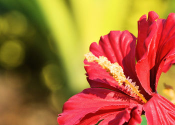 Close-up of fresh red hibiscus blooming in park