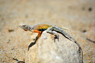 Close-up of lizard on rock