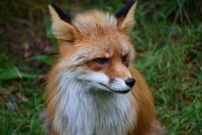 Close-up of a dog looking away