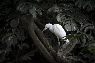 Close-up of a bird