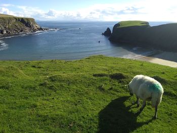 Scenic view of sea shore