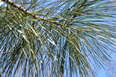 Low angle view of palm tree leaves