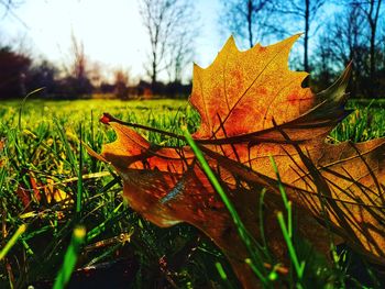 Close-up of dry maple leaf on branch