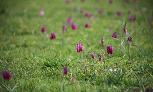 Close-up of pink flowering plant on field