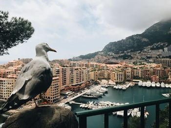 Seagull perching on a city