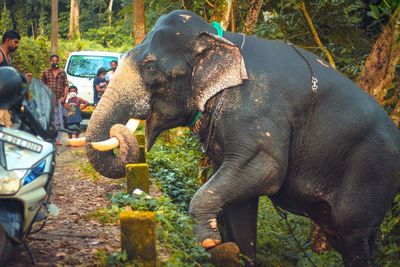 View of elephant in park