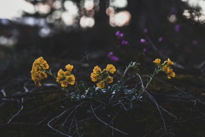 Close-up of yellow flowers against blurred background