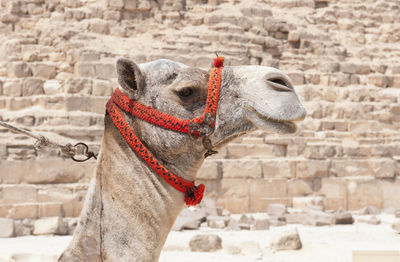 Close-up of camel against pyramid